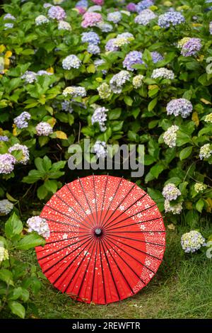 Ombrello di carta tradizionale giapponese e cespugli e cespugli da fiore Hydrangea macrophylla nel giardino. Concetto di cultura giapponese. Kyoto, Giappone Foto Stock