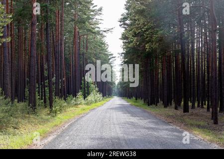 Strada dritta sull'isola di Kihnu nel Mar Baltico, circondata da pinete su entrambi i lati, Estonia Foto Stock