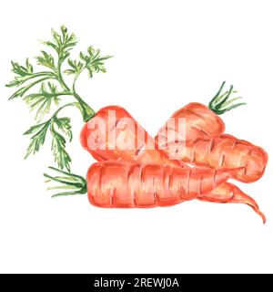 Illustrazione ad acquerello delle carote. Illustrazione ad acquerello disegnata a mano JPEG per design, tessuti, carta da imballaggio, carta da parati, copertine, biglietti d'auguri, pr Foto Stock