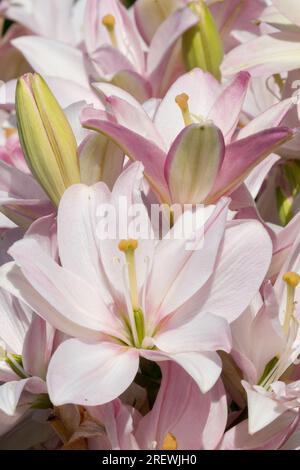 Fiori rosa fiori da giardino, gigli, ibridi, lilio, altri ibridi, Piante, Lily, Plant, Lilium Bentley Foto Stock