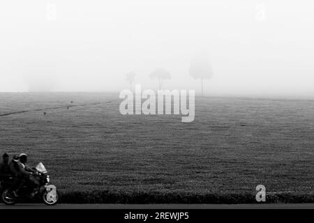 Kiambu County Limuru Central Province Thika Tea Leaves Farm Farming Kenya paesaggio su larga scala vegetazioni campi piante prati strada statale verde ep Foto Stock