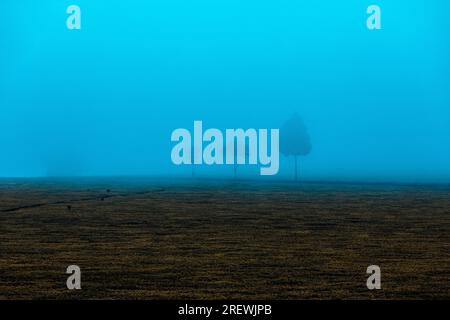 Kiambu County Limuru Central Province Thika Tea Leaves Farm Farming Kenya paesaggio su larga scala vegetazioni campi piante prati strada statale verde ep Foto Stock