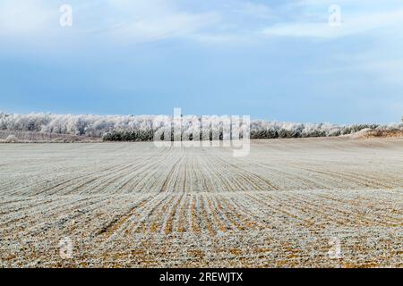 neve su un campo agricolo, dopo l'ultima nevicata, la neve rimase su un campo agricolo, un campo di neve bianca in un clima freddo e gelido Foto Stock