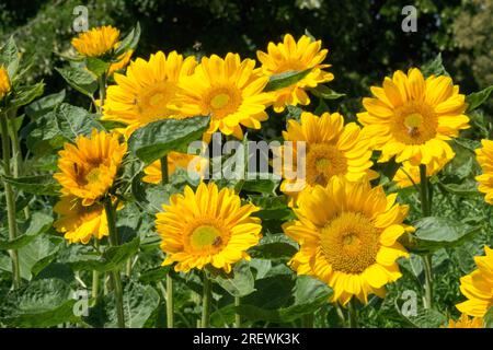 Serie Vincent, girasoli "Vincents Fresh" nel giardino fiorito girasoli Foto Stock