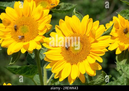 Girasoli in giardino 'Vincent's Fresh' Girasole Helianthus annuus Bee fiore estivo Foto Stock