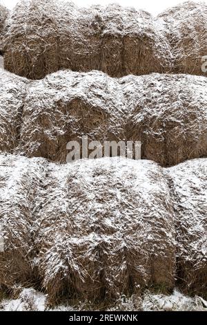 la neve rimase su un campo agricolo, un campo di neve bianca in un clima freddo e gelido, la neve su un campo agricolo, dopo l'ultima nevicata Foto Stock