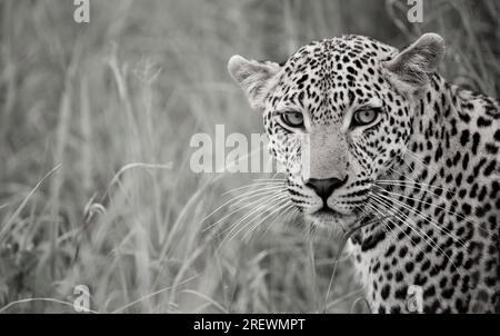 Leopardo solitario che si collega attraverso l'erba Foto Stock