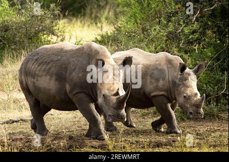 Rinoceronte bianco nel Bush africano Foto Stock
