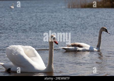 cigni comuni con piumaggio bianco, cigni bianchi nella stagione primaverile sul lago, cigni di uccelli acquatici sul lago durante la stagione primaverile o estiva Foto Stock