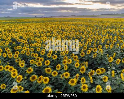 Dorchester, Dorset, Regno Unito. 30 luglio 2023. Meteo Regno Unito. Vista dall'aria del Dorset Sunflower Trail a Dorchester, nel Dorset, che sta arrivando in piena fioritura. Per il percorso 2023, metà dei profitti del Sunflower Trail sarà devoluto in beneficenza. Quest'anno la principale organizzazione benefica è la Special Care Baby Unit del Dorset County Hospital. Foto: Graham Hunt/Alamy Live News Foto Stock