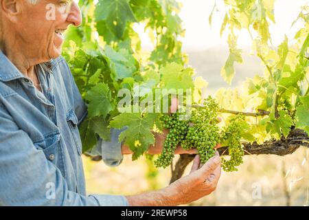 Uomo anziano che controlla l'uva biologica per la produzione di vino all'interno di vigneti biologici - piccola impresa e concetto di vendemmia - Focus sul grappolo di frutta centrale Foto Stock