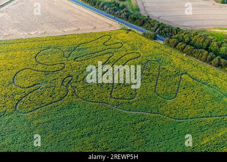 Dorchester, Dorset, Regno Unito. 30 luglio 2023. Meteo Regno Unito. Vista dall'aria del Dorset Sunflower Trail a Dorchester, nel Dorset, che sta arrivando in piena fioritura. Per il percorso 2023, metà dei profitti del Sunflower Trail sarà devoluto in beneficenza. Quest'anno la principale organizzazione benefica è la Special Care Baby Unit del Dorset County Hospital. Foto: Graham Hunt/Alamy Live News Foto Stock