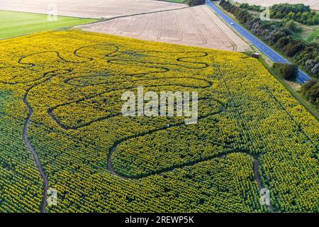 Dorchester, Dorset, Regno Unito. 30 luglio 2023. Meteo Regno Unito. Vista dall'aria del Dorset Sunflower Trail a Dorchester, nel Dorset, che sta arrivando in piena fioritura. Per il percorso 2023, metà dei profitti del Sunflower Trail sarà devoluto in beneficenza. Quest'anno la principale organizzazione benefica è la Special Care Baby Unit del Dorset County Hospital. Foto: Graham Hunt/Alamy Live News Foto Stock