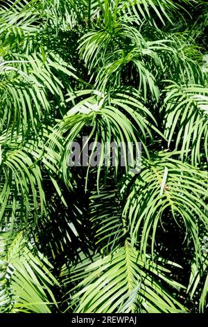 Wollemi Pine, Foliage, Australian Tree, Plant, Wollemia nobilis, Fossile vivente Foto Stock