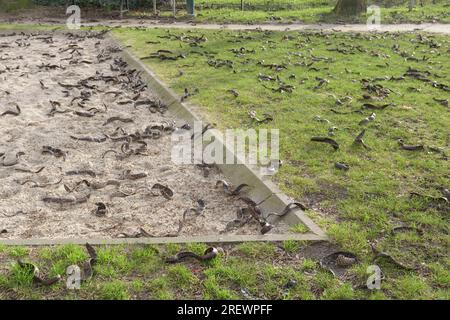 Frutti di acacia nel parco sotto gli alberi a terra. Gennaio Foto Stock