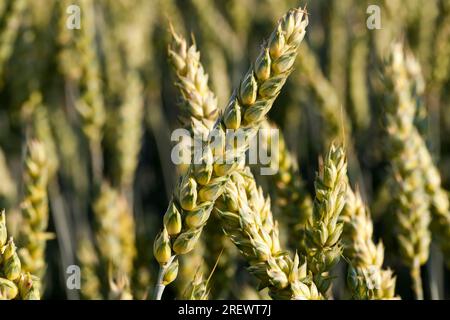 Campo agricolo seminato con grano che è quasi maturo e diventa giallo colore dorato, grano non è pronto per la raccolta, grande resa di grano di unmaturo Foto Stock