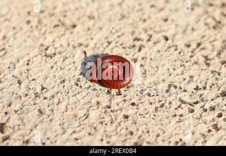 Un Millipede o Diplopoda che strisciano su forma circolare su terreno cementizio Foto Stock