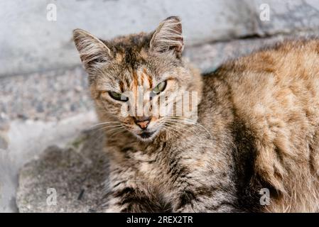 Un gatto marrone steso per terra in strada che fissa la fotocamera. Gatto abbandonato. Pelourinho, Brasile. Foto Stock
