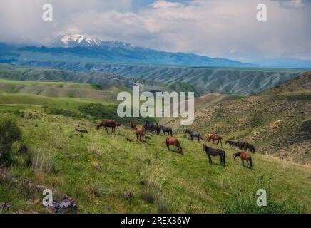 In primavera, un branco di cavalli pascolano su splendidi prati vicino alle montagne del Kazakistan Foto Stock