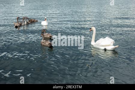 Coppia di cigni bianchi muti come orgogliosi genitori che proteggono i loro cigni (cigni per bambini) in acqua blu come concetto di valori familiari Foto Stock