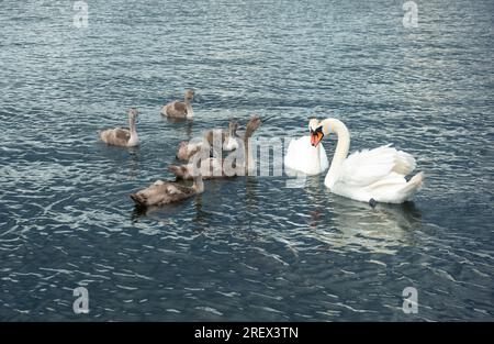 Coppia di cigni bianchi muti come orgogliosi genitori che proteggono i loro cigni (cigni per bambini) in acqua blu come concetto di valori familiari Foto Stock