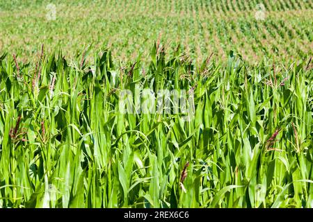 attività agricole connesse alla coltivazione del mais dolce, all’agricoltura e alla lavorazione del mais per produrre un’elevata resa di mais e cibo, primo piano Foto Stock