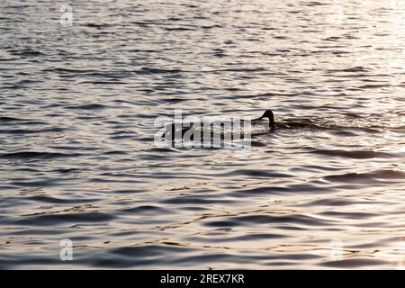 White Swan galleggiante sul lago, splendidi cigni di uccelli acquatici in primavera, splendidi uccelli di grandi dimensioni Foto Stock