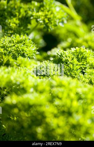 letti o prato con prezzemolo fresco verde, primo piano di vegetazione verde per cucinare, spezie fresche naturali Foto Stock