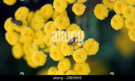 Insetto in cima ai fiori di Helichrysum da vicino. Foto Stock