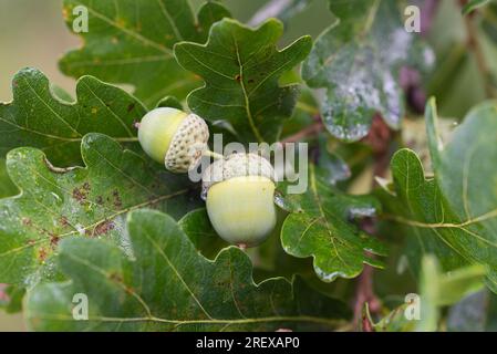ghiande verdi di quercia sulla messa a fuoco selettiva twig closeup Foto Stock