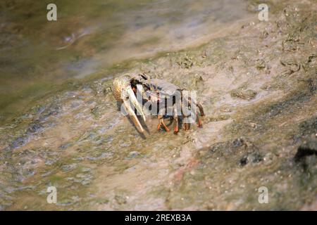 Granchi di Malacostraca Foto Stock