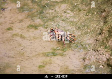 Granchi di Malacostraca Foto Stock