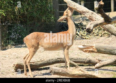 Indian hog deer Foto Stock