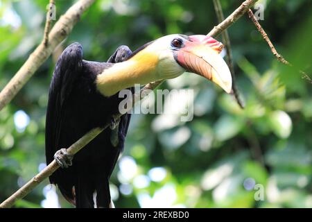 Stropicciata hornbill Foto Stock