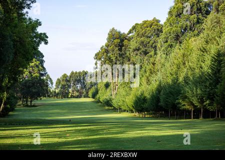 Kericho Golf Course Club Nairobi Road Londiani Kipkelion East Kenya Landscapes Field Plants vegetations Grassland Green Sports Club Travels Safaris Foto Stock