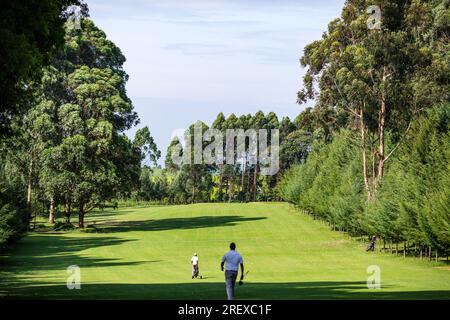 Kericho Golf Course Club Nairobi Road Londiani Kipkelion East Kenya Landscapes Field Plants vegetations Grassland Green Sports Club Travels Safaris Foto Stock