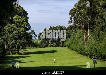 Kericho Golf Course Club Nairobi Road Londiani Kipkelion East Kenya Landscapes Field Plants vegetations Grassland Green Sports Club Travels Safaris Foto Stock