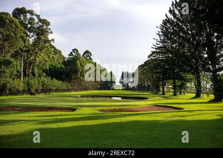 Kericho Golf Course Club Nairobi Road Londiani Kipkelion East Kenya Landscapes Field Plants vegetations Grassland Green Sports Club Travels Safaris Foto Stock