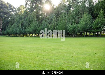 Kericho Golf Course Club Nairobi Road Londiani Kipkelion East Kenya Landscapes Field Plants vegetations Grassland Green Sports Club Travels Safaris Foto Stock