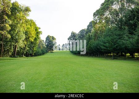 Kericho Golf Course Club Nairobi Road Londiani Kipkelion East Kenya Landscapes Field Plants vegetations Grassland Green Sports Club Travels Safaris Foto Stock