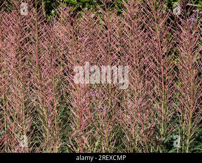 Rosebay salice-erba Foto Stock
