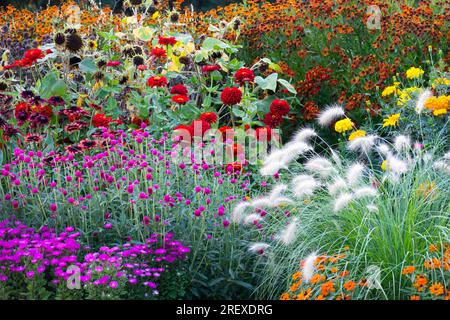 Fiori da giardino viola rosso bianco e arancione piante estive di agosto Pennisetum villosum piuma, Asters, Zinnias, Marigoldi gialli, Helenium a letto Foto Stock
