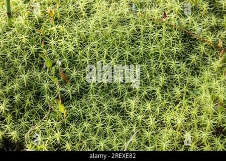 Muschio di capelli comune Foto Stock