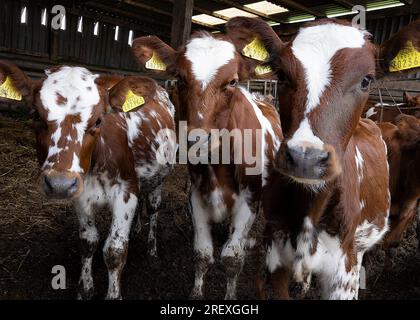 Tre vitelli a Barn Foto Stock