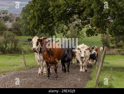 Passeggiata per il bestiame da latte Foto Stock