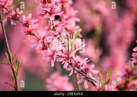 Prunus tenella, mandorla russa nana sbocciata nel giardino primaverile. Messa a fuoco selettiva. Foto Stock