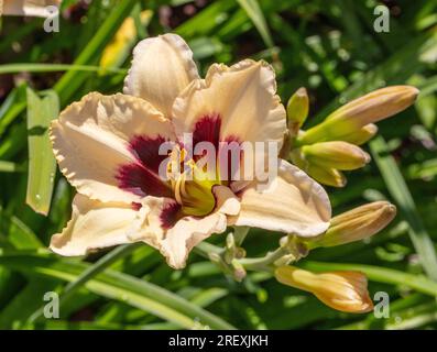 'Piano Man' Daylily, Daglilja (Hemerocallis) Foto Stock