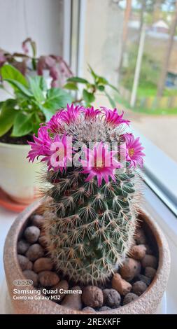 vaso di fiori di cactus che fiorisce nel terreno sulla finestra mammillaria Foto Stock