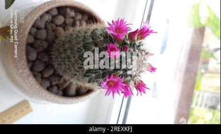 vaso di fiori di cactus che fiorisce nel terreno sulla finestra mammillaria Foto Stock