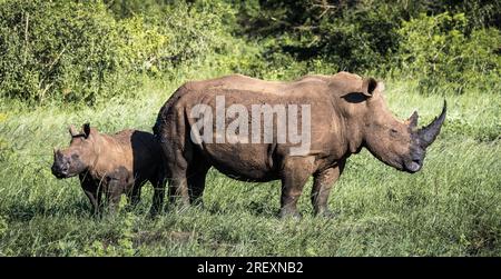 White Rhino madre e vitello Foto Stock